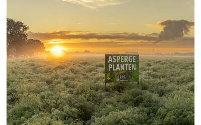 Hoogwaardige aspergeplanten van Teboza